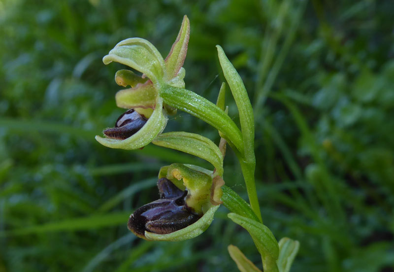 Ophrys sphegodes subsp.classica